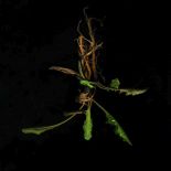 Bruckmueller_Taraxacum-Fetisch_2019_Foto-scan_25°5x33x6cm_3k4.JPG