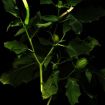 Bruckmueller__Datura-Weisser-Stechapfel_2015_fine-art-print_110x80_1k9.jpg